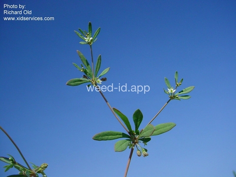 carpetweed